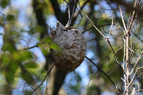 スズメバチの巣.JPG