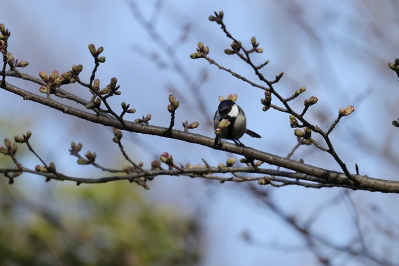 シジュウカラ.JPG