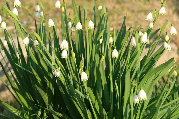 花_20200324-1スノードロップ.JPG