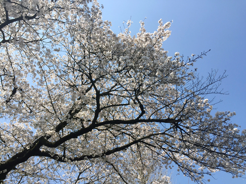 2020-03-26-12_sakura.jpg