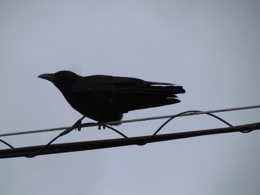カラス20200329-01.jpg