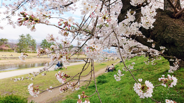 賀茂川の桜.JPG