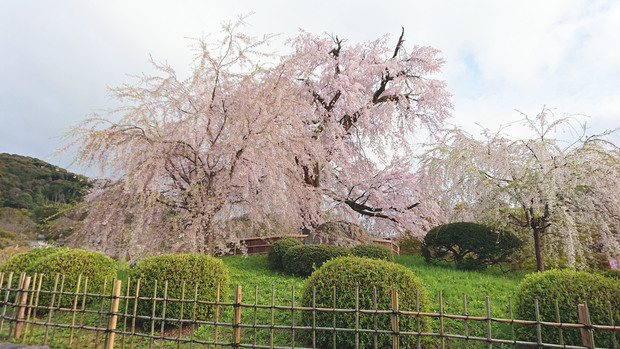 円山公園しだれ桜.jpg