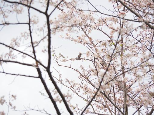 さくらとひよどり.jpg