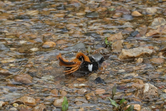 水浴びジョウビタキ.JPG