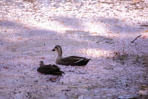 花筏カルガモ.JPG