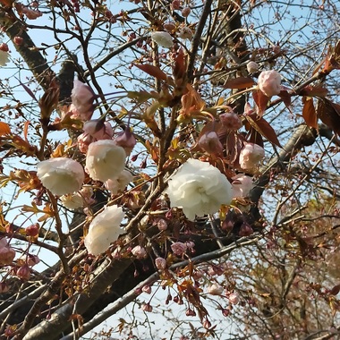 桜20200408-01.jpg