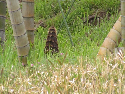 タケノコ20200410-01.jpg