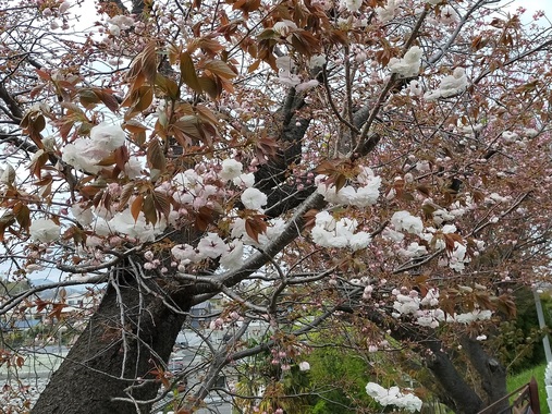 桜20200411-01.jpg