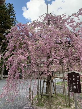 高野山枝垂れ桜・2019.4.26.jpg