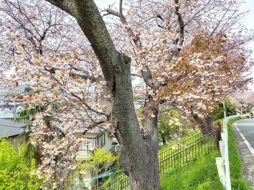 桜20200415-01.jpg