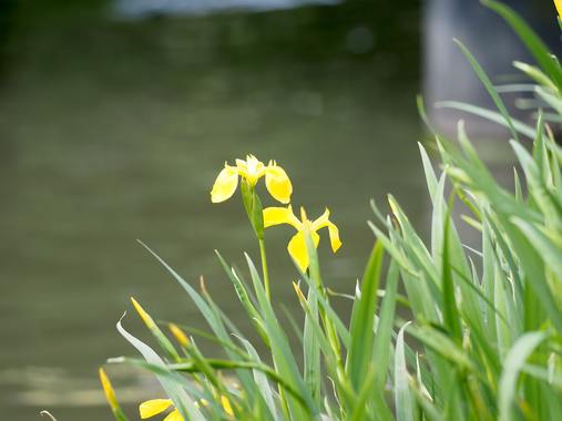 黄菖蒲.jpg