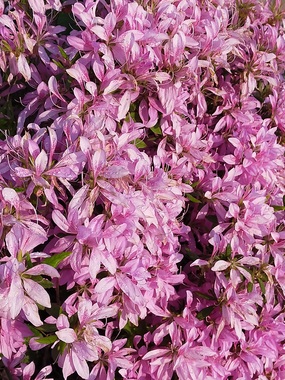 花20200501-01.jpg