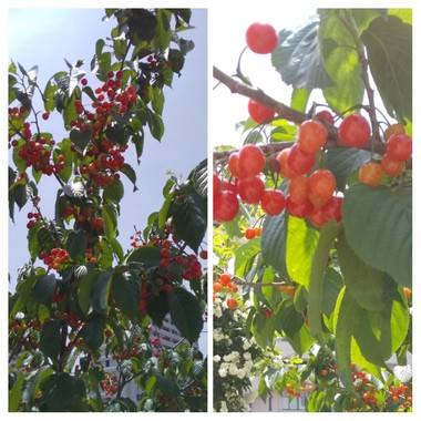 20200505_131950-COLLAGE.jpg