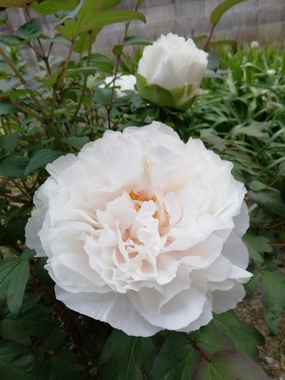 IMG_20200505_174840.jpg