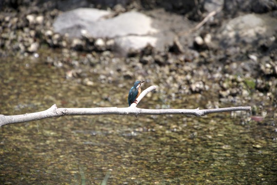 カワセミ.jpg