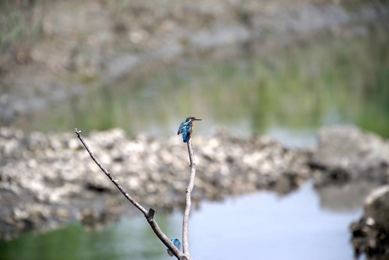 カワセミ5.jpg