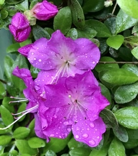 F3D93FB5-B583-4C1E-B5DE-89275C739BA6.jpeg