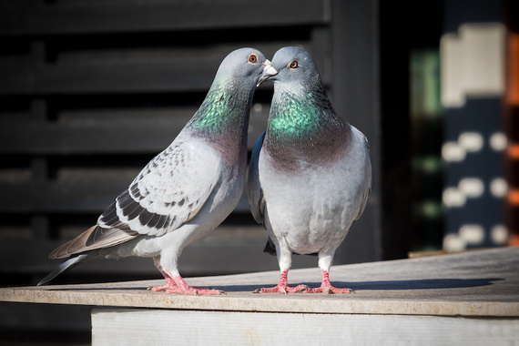 pigeon_pair2.jpeg