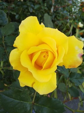 DSC_4296.JPG