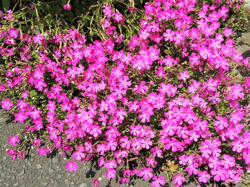DSC_4317.JPG
