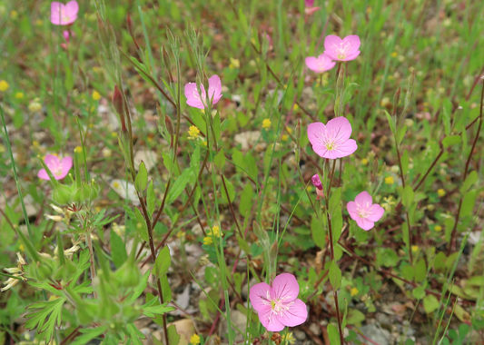 花-20200510-1.JPG