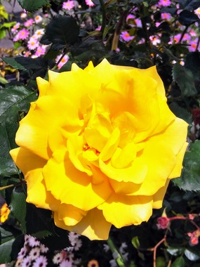 DSC_4318-EFFECTS.jpg
