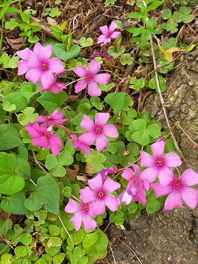 カタバミ20200510-01.jpg