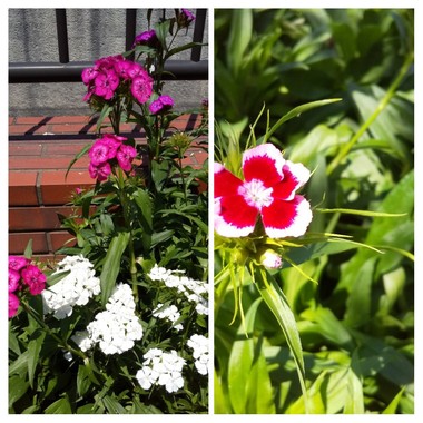 20200511_145841-COLLAGE.jpg