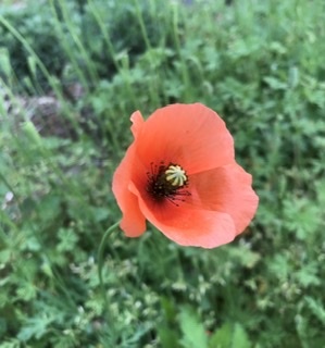 AEF337EE-3D46-4502-B026-0D0E58FAE83C.jpeg