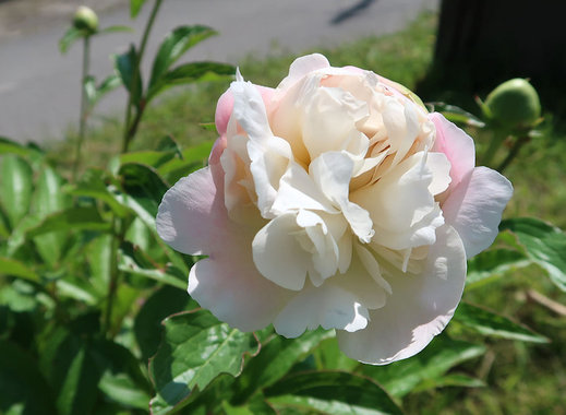 花-20200511-2.JPG