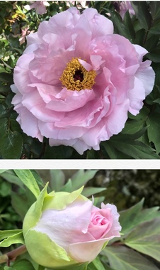 BD8FAEDB-9F93-4AB7-815E-E2FEA186EAE3.jpeg