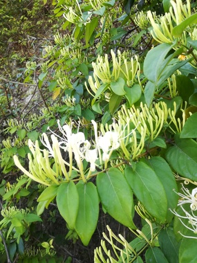 IMG_20200513_130310.jpg