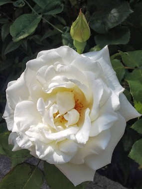DSC_4328.JPG