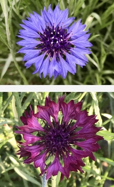 1CD5D690-6256-47EC-A00D-4BB147FF1CF1.jpeg