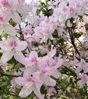 D24543F0-EE3B-45C9-89DB-F3B47B60BA17.jpeg