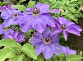 BD07EEAE-DC4D-4B94-91A0-3B7CB70F3523.jpeg
