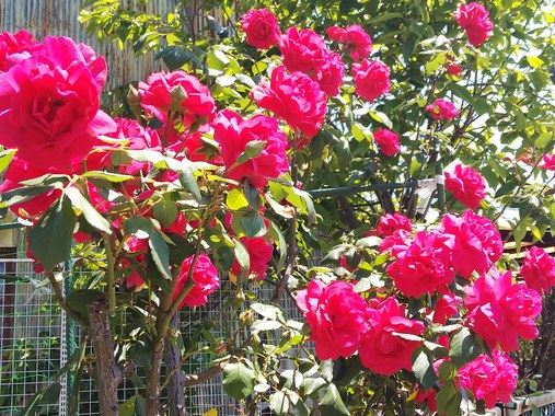 DSC_4354.JPG