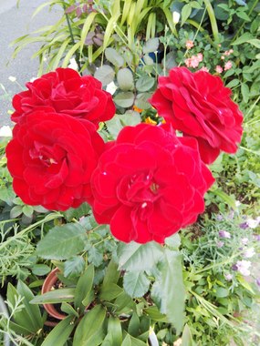 DSC_4394.JPG