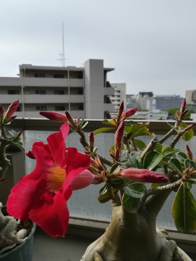 IMG_20200521_074414.jpg
