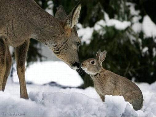 Deer-and-Rabbit.jpg