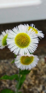 DSC_4422-EFFECTS.jpg