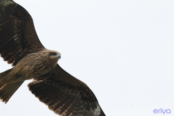 Eトンビ.JPG