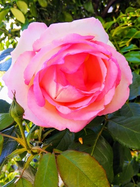 DSC_4412-EFFECTS.jpg