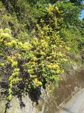 IMG_20200524_070813.jpg