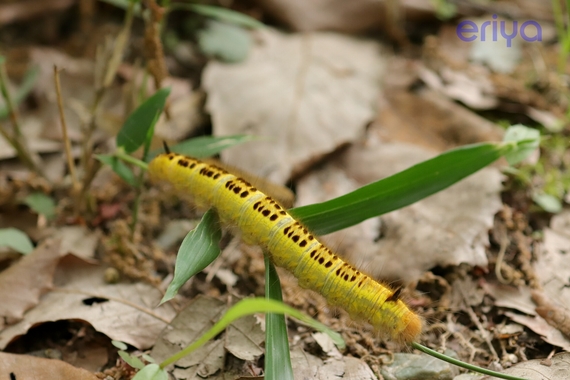 エ＿タケカレハ蛾（幼虫）.JPG