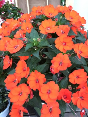 6135B4CB-F713-41A3-B40C-CBFDF2647E84.jpeg