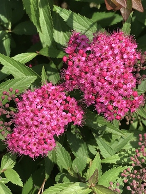 D916D193-2491-41E3-BC37-DA740107B239.jpeg