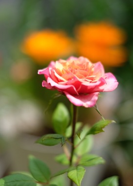 51DC989E-64CA-4159-BC7C-83F080A70B7C.jpeg