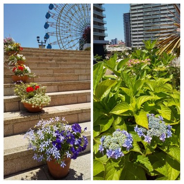20200529_162532-COLLAGE.jpg